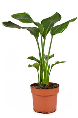 Tropical 'Strelitzia Reginae