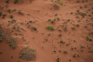 Individually growing shrubs, grasses and flowers in the sand of the Wadi Rum Desert, Jordan