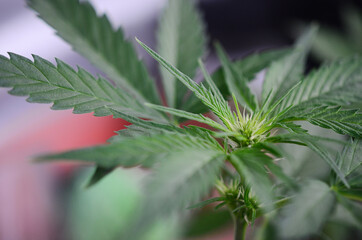 Soft focus, macro photo of flowering cannabis plant. Medical marijuana plant flowering, thc and cbd herbs. Fresh marijuana plant in natural lighting. Organic hemp farming.