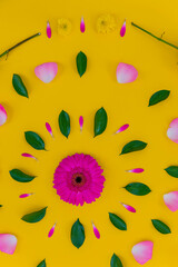 Pink flower with yellow background 