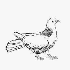 White thoroughbred dove.  Raster sketch illustration isolated on white background.