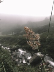drops of dew on the grass by the river 