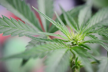 Soft focus, macro photo of flowering cannabis plant. Medical marijuana plant flowering, thc and cbd herbs. Fresh marijuana plant in natural lighting. Organic hemp farming.