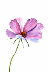 flower Cosmos purple color painted in watercolor