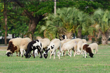 Obraz premium sheep eating grass.