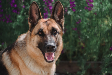 German Shepherd sits against a background of pink wildflowers