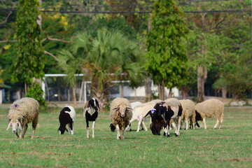sheep eating grass.