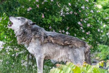 Fototapeta premium Timberwolf in his territory during fur change