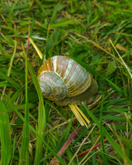 Snail in shell © Dominik