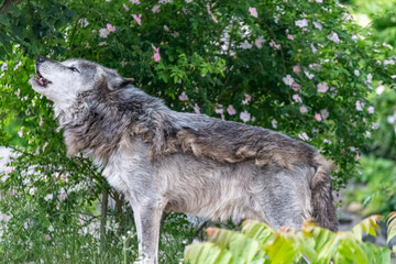 Fototapeta premium Timberwolf in his territory during fur change