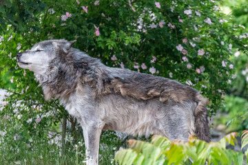 Timberwolf in his territory during fur change