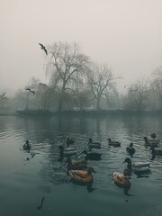 ducks on the lake