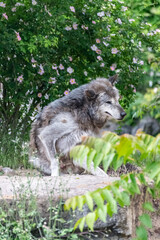 Timberwolf in his territory during fur change