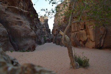 Huge canyon with vegetation on sandy soil in the Wadi Rum Desert, Wadi Rum Desert, Jordan (Natur,...