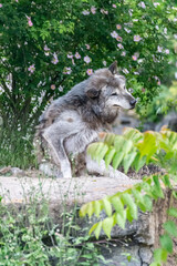 Naklejka na ściany i meble Timberwolf in his territory during fur change