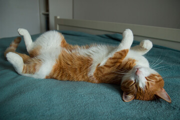 red ginger cat sits at white bed and looks at camera. copy space