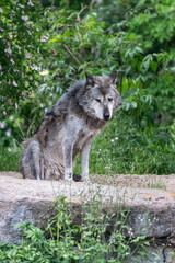 Timberwolf in his territory during fur change