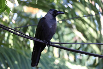 Crow