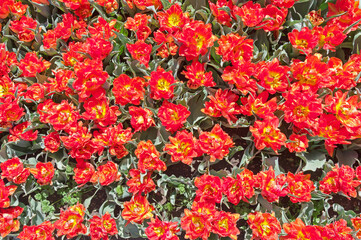 multicolored tulips on flowerbed