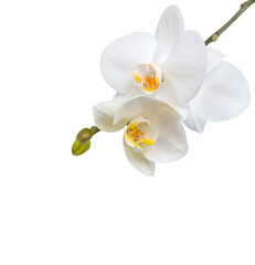Naklejka na ściany i meble Isolated white orchid