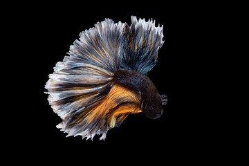 Betta fish, siamese fighting fish, betta splendens (Fullmoon betta )