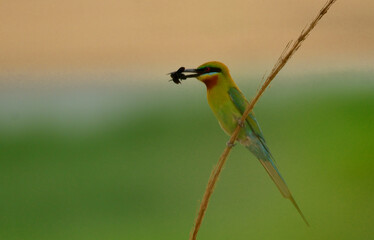 blue tail bee eater bird in perch