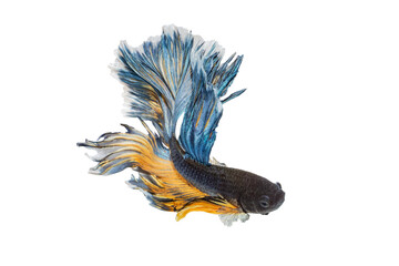 Betta fish, siamese fighting fish, betta splendens (Fullmoon betta )
