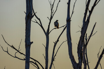 Hawk in Sunset