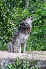 Obraz premium Timberwolf in his territory during fur change