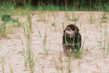 Obraz premium Homeless puppy on a woman’s arm. Volunteer Search for Puppies at Home