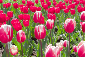 multicolored tulips on flowerbed