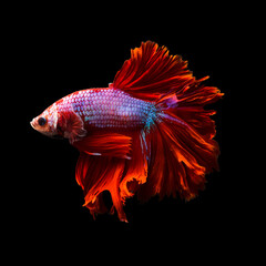 Betta fish, siamese fighting fish, betta splendens (Fullmoon betta )