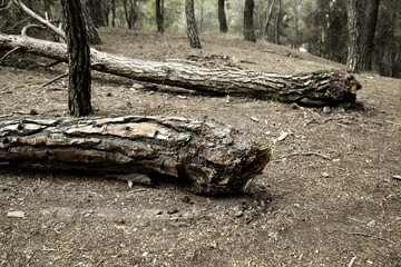 Felled forest logs
