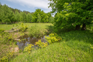 Obraz premium view of a small forest lake overgrown with shrubs