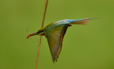 blue tail bee eater bird in perch