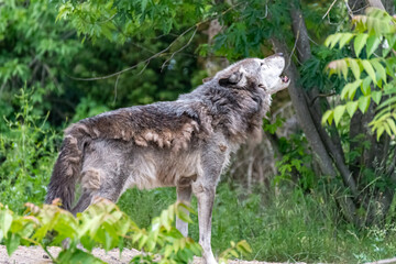 Timberwolf in his territory during fur change