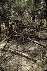 Felled forest logs