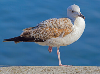 a Seagull stands on one leg