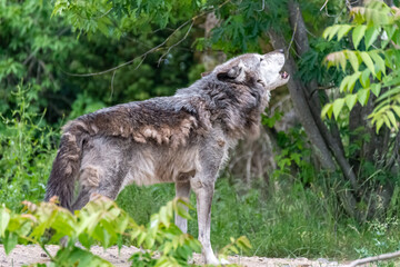 Fototapeta premium Timberwolf in his territory during fur change