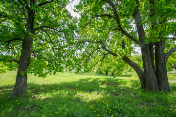 Fototapeta na wymiar sunny meadow in oak forest