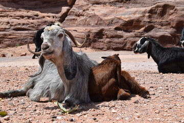 Potrait of a gray and white goat with floppy ears and horns in Petra, Wadi Musa, Jordan