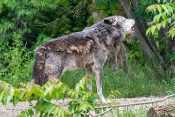 Obraz premium Timberwolf in his territory during fur change
