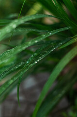 rain drops on a green leaf