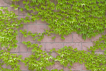 Ivy on  brick wall