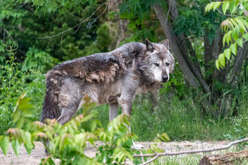 Timberwolf in his territory during fur change