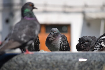 Pigeons bathe in a fountain in Tuzla, Bosnia and Herzegovina