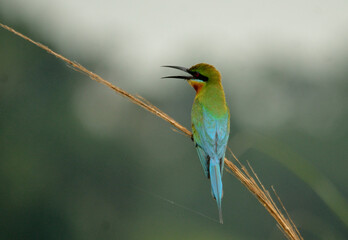 Obraz premium blue tail bee eater bird in perch
