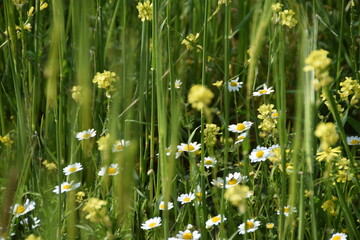 Colorful mix of wild flowers on the mountain of the Citadel in Amman, Jordan