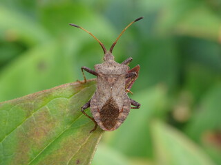 Dock bug (Coreus marginatus) on the green leaf in the garden