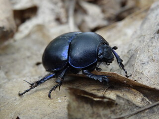 Dor beetle or spring dor beetle (Trypocopris vernalis) on dry leaves in the forest